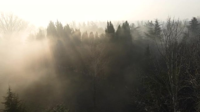 大雾天气和树木，晨雾，阴沉天气，阴沉天气和树木，空中雾视图，空中雾视频，空中阴暗，滑过拱形树木