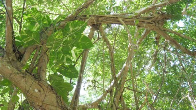 斑点槟榔植物攀爬在大树和绿叶上，阳光直射