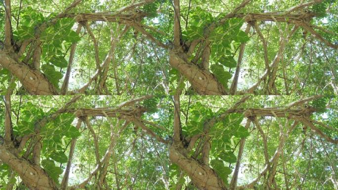 斑点槟榔植物攀爬在大树和绿叶上，阳光直射