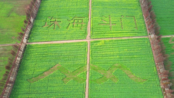 4k珠海斗门乡村振兴油菜花花海航拍