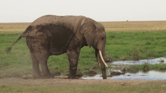 公牛大象在他的底面泼水