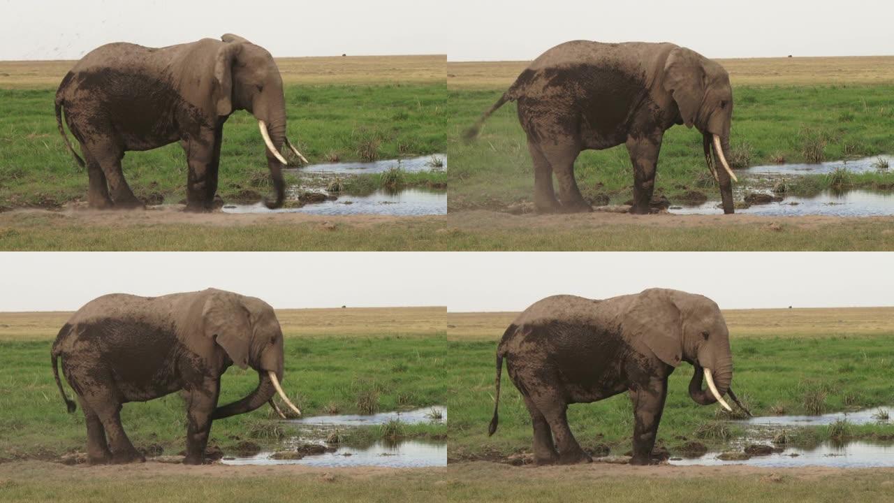公牛大象在他的底面泼水