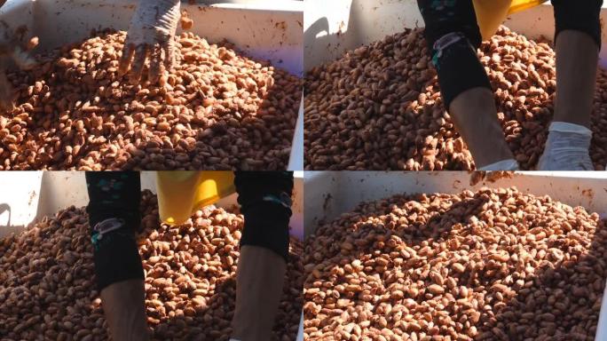 新鲜可可豆和新鲜可可籽在木罐中发酵，以产生巧克力风味。
