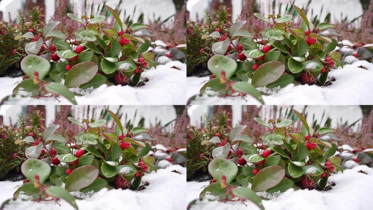 冬天的小红莓