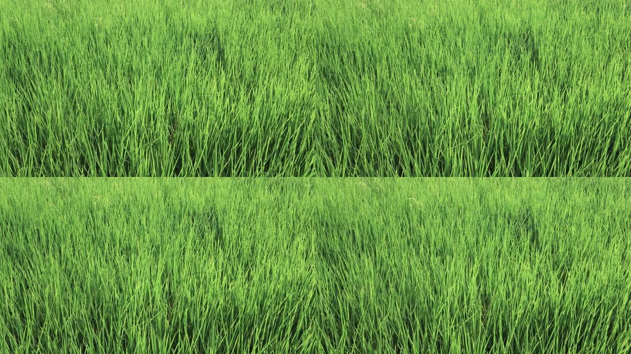 泰国农业生活方式概念。农村生活以种稻为主，绿色的秧苗都生长在稻田里。稻谷成片，稻秆在风中摇曳。