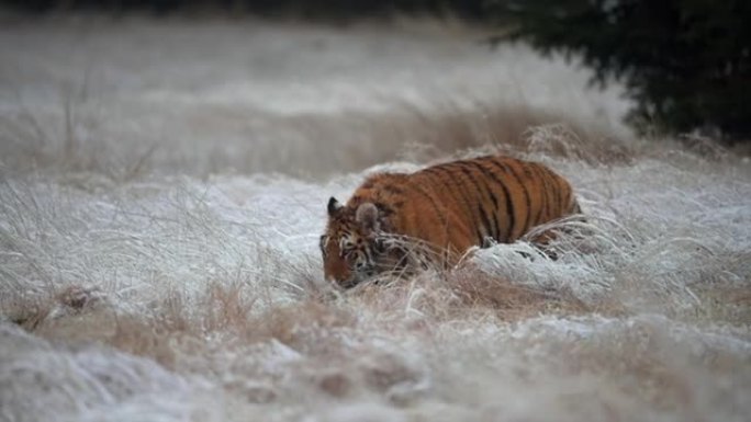 年轻的雌性西伯利亚虎 (Panthera tigris altaica) 在狩猎。冬天被雪覆盖的田野