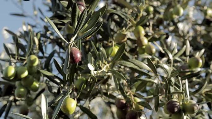 在西班牙种植绿橄榄和黑橄榄。橄榄树树枝随风移动。特级初榨橄榄油生产