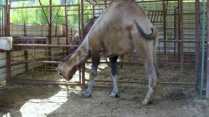 住在安塔利亚农场的骆驼