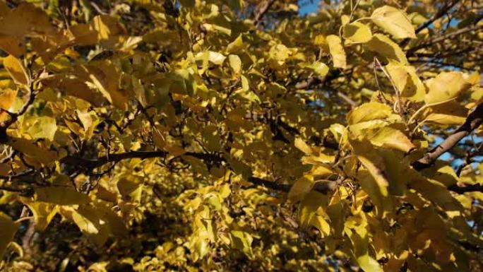 在阳光明媚的秋天，树上的黄色叶子在风中摇曳。金秋