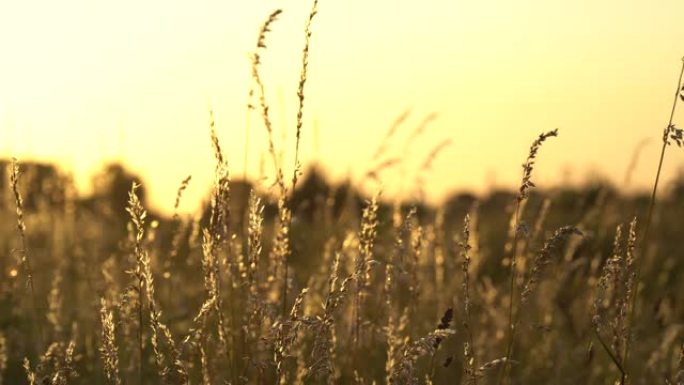 日落下绿色植物的景观自然背景变化为金色自然光色美丽的草麦草草甸草原田野在夏季阳光晴朗的天空