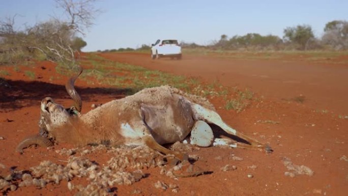 红沙路旁的死山羊。白色汽车行驶在未密封的澳大利亚内陆道路上。