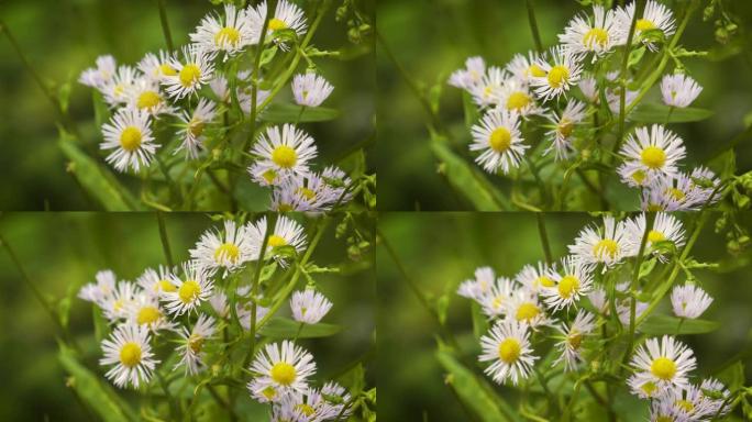 野生雏菊花小菊花野生花朵野生植物