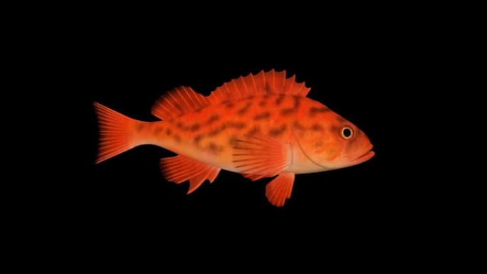 鱼红游泳，动画，透明背景