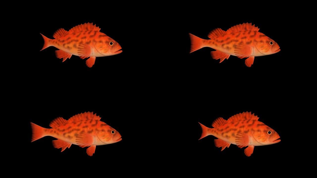 鱼红游泳，动画，透明背景