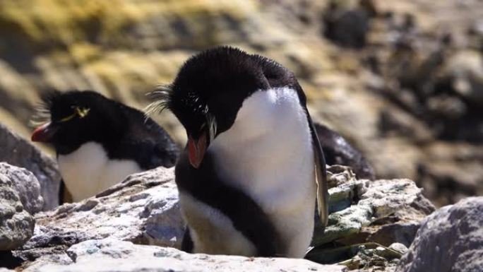 企鹅爸爸站在石头上整理羽毛。小企鹅依靠他的父亲，对他来说就像个婴儿。