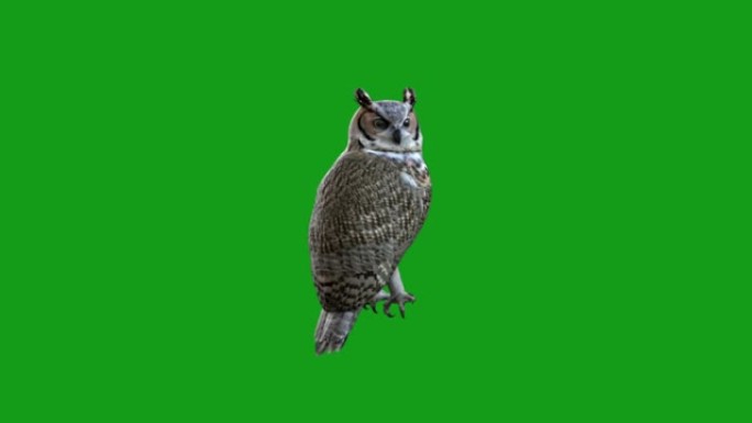 绿色屏幕背景的猫头鹰运动图形