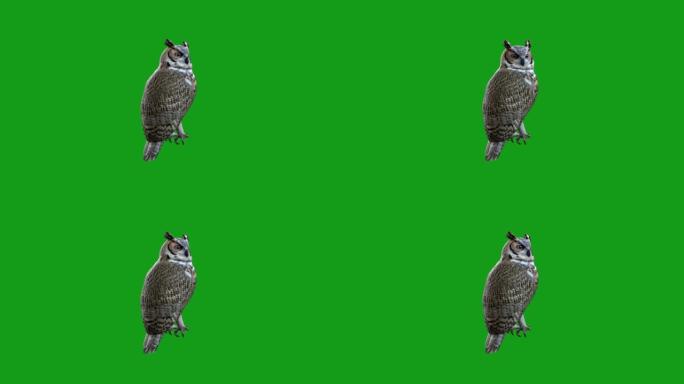 绿色屏幕背景的猫头鹰运动图形