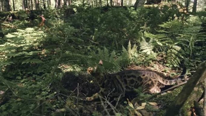 城市公园里的一只猫。孟加拉野猫穿着衣领走在森林上。亚洲丛林猫或沼泽或芦苇。驯养的豹猫。