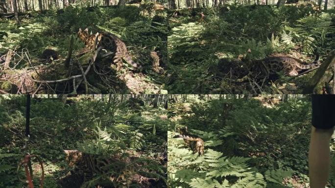 城市公园里的一只猫。孟加拉野猫穿着衣领走在森林上。亚洲丛林猫或沼泽或芦苇。驯养的豹猫。