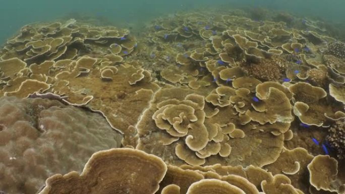 澎湖群岛美丽的硬珊瑚群