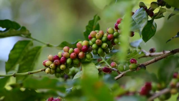 咖啡作物果实果子树的种子