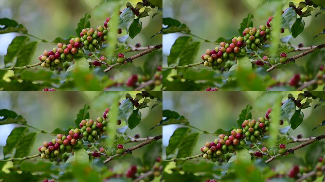 咖啡作物果实果子树的种子