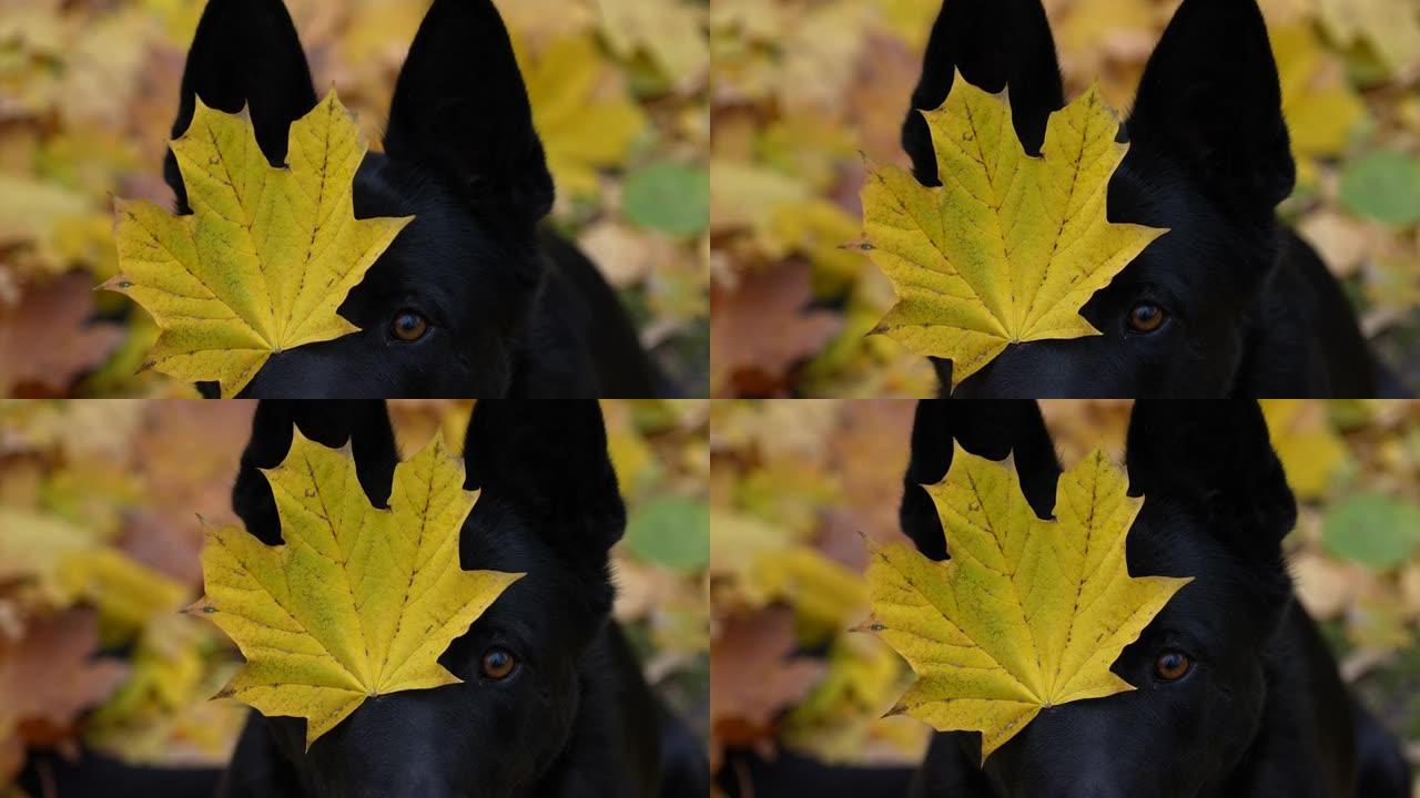 在泛黄的森林模糊的背景上，一只美丽的黑色德国牧羊犬的肖像。关闭狗的枪口，右眼上有一片黄色的枫叶。慢动