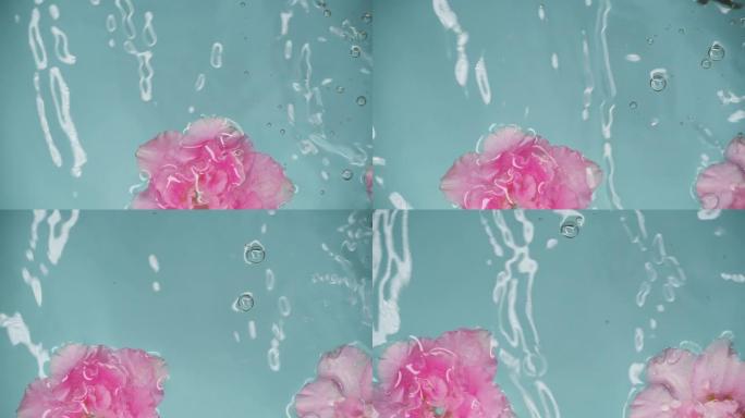 慢动作滴和美丽的玫瑰粉色花朵在水中蓝色背景