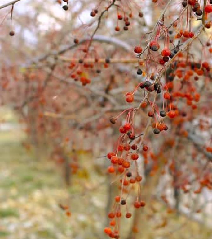 特写秋天的红色浆果，螃蟹苹果，Malus Baccata，在人行道旁的灌木丛中