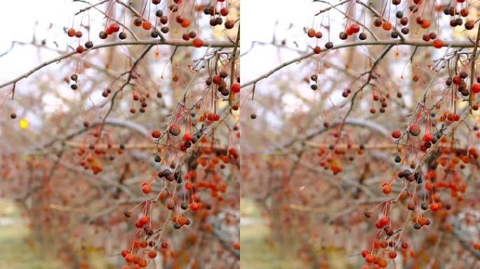 特写秋天的红色浆果，螃蟹苹果，Malus Baccata，在人行道旁的灌木丛中
