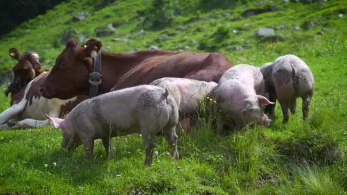 牧场上有猪的山牛阿尔卑斯山土猪养猪场
