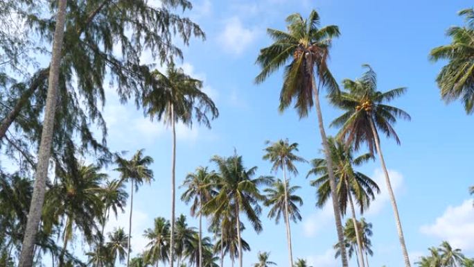 沿着海滩的蓝天椰子树