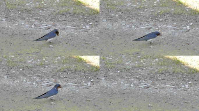 一只很小的谷仓燕子鸟在爱沙尼亚的空中飞行