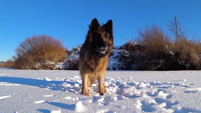 德国牧羊犬站在雪地里