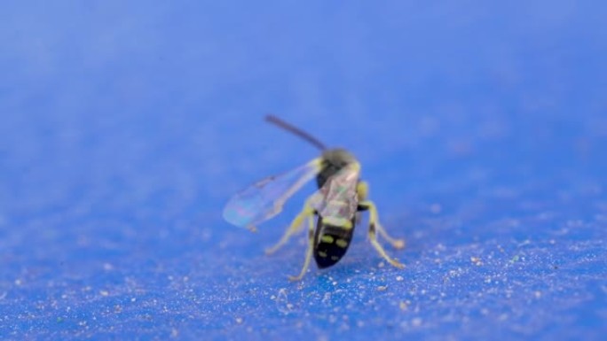 象鼻虫黄蜂 (Cerceris insolita) 的微距摄影和镜头在蓝色背景上特写，显示昆虫近距离