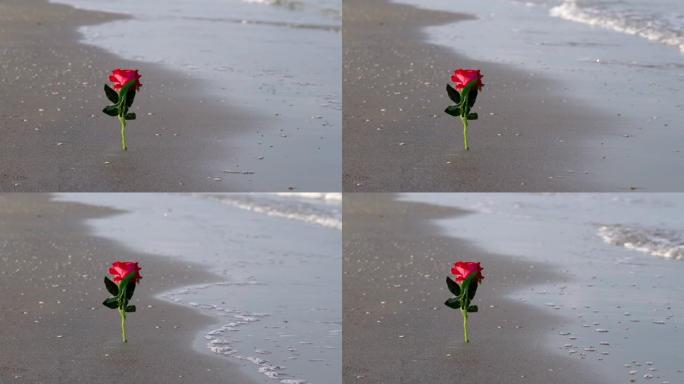 红色人造玫瑰卡在空旷的海滩上的灰色湿沙中