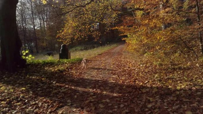 丹麦哥本哈根巴格斯瓦尔德索普希恩霍尔姆4K的可爱、小、棕色狗在森林里跑来跑去