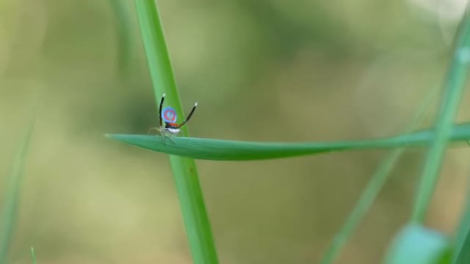 男性maratus splendens求爱展示的宽高帧率剪辑