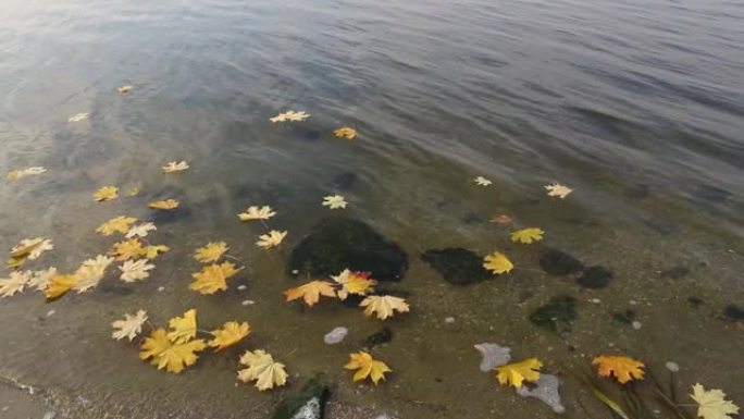 黄橙枫叶和橡树叶躺在水中。秋天的落叶顺流而下