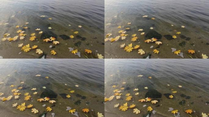 黄橙枫叶和橡树叶躺在水中。秋天的落叶顺流而下