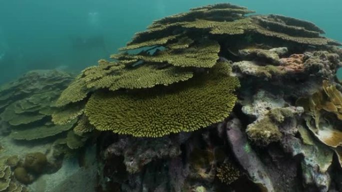 健康桌硬珊瑚群在深海礁在澎湖群岛，台湾