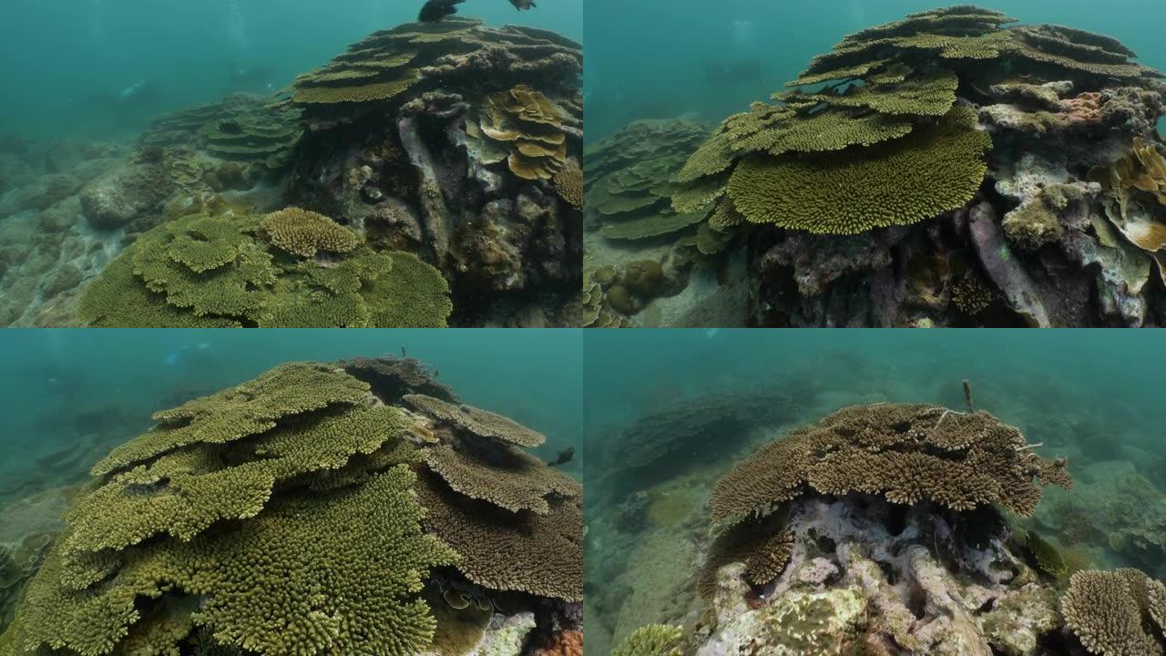 健康桌硬珊瑚群在深海礁在澎湖群岛，台湾