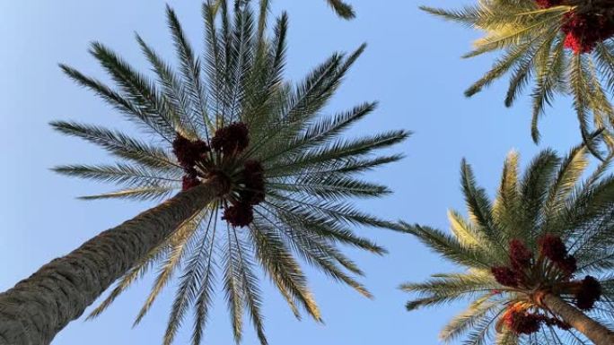 蓝天背景上有日期的美丽棕榈树。底视图