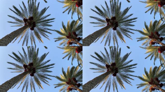 蓝天背景上有日期的美丽棕榈树。底视图