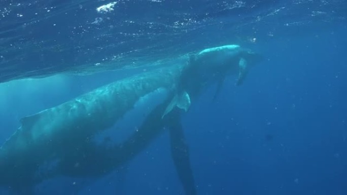 太平洋水下的鲸鱼小牛。