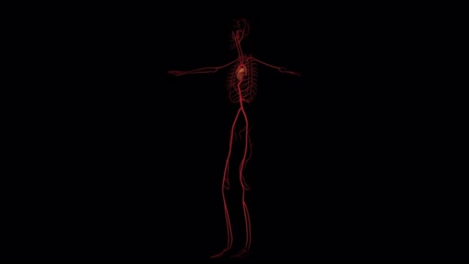 黑色背景上人体心脏器官回旋的动脉系统