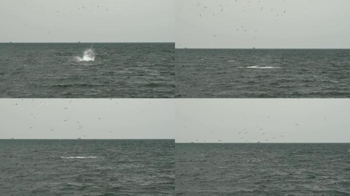 Bryde的鲸鱼，Balaenopteridae，4k镜头; 当它潜入时，尾巴在水中飞溅，燕鸥悬停觅