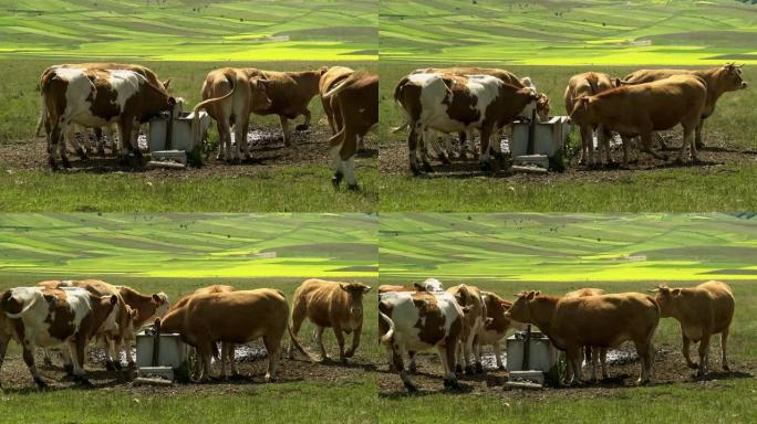 在诺尔西亚城堡附近的钢琴格兰德放牧奶牛。