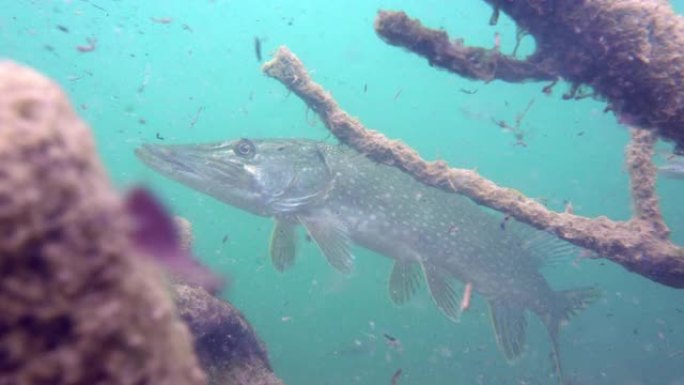 在自然栖息地游走野生梭鱼的冒险镜头。巨大的水量，近海植被呈绿色调，中间有大鱼