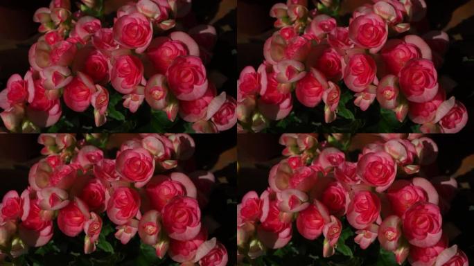 海棠鳞茎 (玫瑰色)，粉红玫瑰色秋海棠